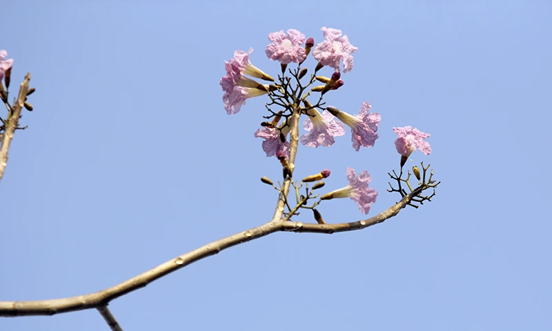 Hoa kèn hồng trên phố Sài Gòn ảnh 10